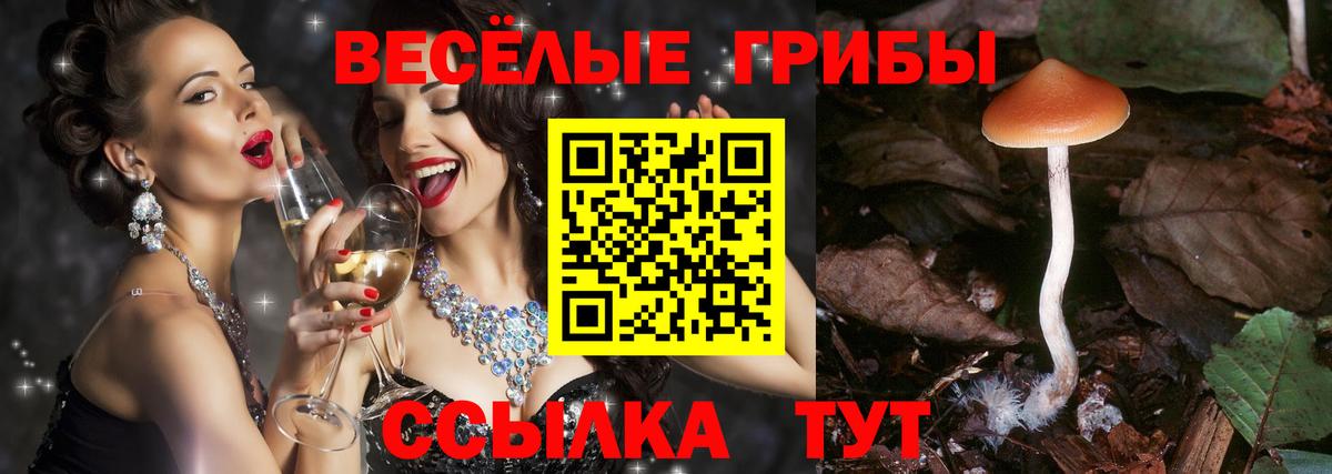 Ртищево  Псилоцибиновые грибы Psilocybe  Вход с VPN 